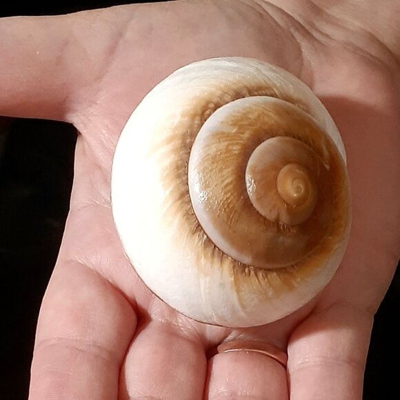 Natural!! Turbo Seashell 3.38 in Length Dark Color Shell - Collectible and Nice! - Picture 7 of 9